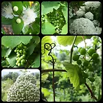 Alloggio per agriturismo La Pina *